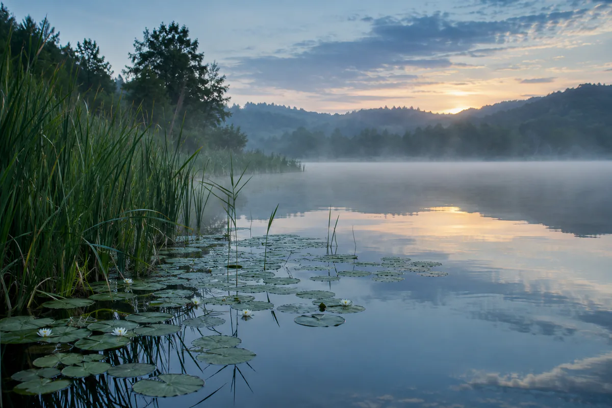 Sø med rørskov i tidlig morgen