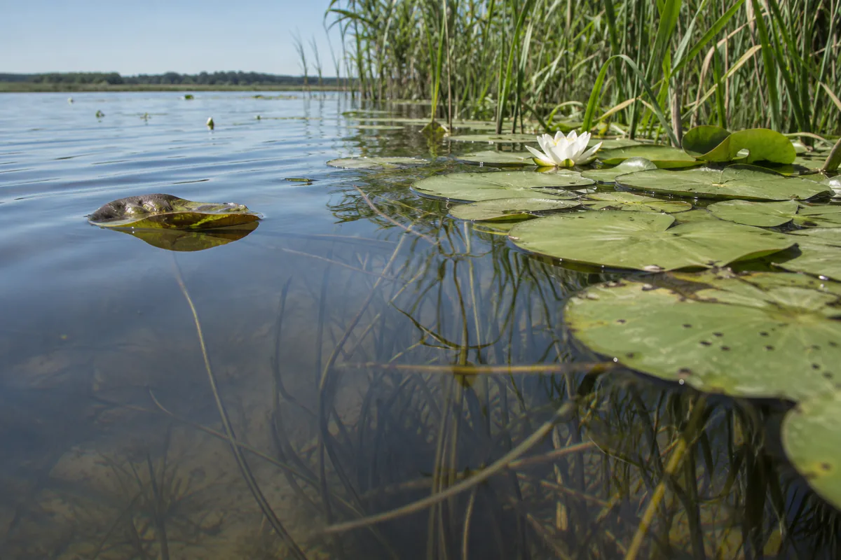Åkandekant som struktur i vandet